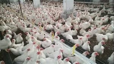 شعبة الدواجن: المواطن أصبح غير قادر على شراء الهياكل