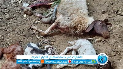 الذئاب تفترس اغنام فلاح بالمنوفية والطب البيطري يشكل لجنة للتدخل العاجل(صور)