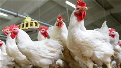 نقيب الزراعيين يكشف تكلفة إنتاج كيلو الدواجن داخل المزرعة 