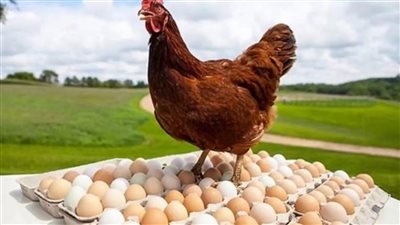 اتحاد الدواجن: ارتفاع الأعلاف القياسية تهدد الصناعة.. ونخسر 25 جنيها فى طبق البيض