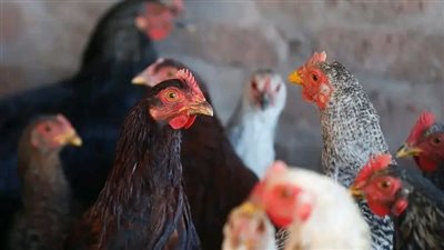 شعبة الدواجن تزف خبرًا سارًا حول الأسعار