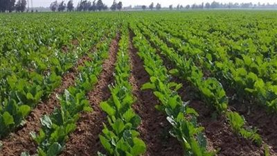 رئيس تعمير سيناء السابق: أرض الفيروز بها مليون فدان قابلة للزراعة (فيديو)