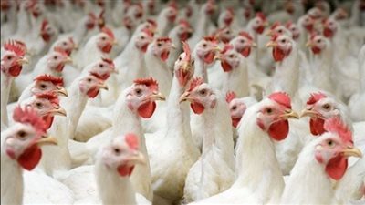 أسعار الكتاكيت اليوم تبدأ من 15 جنيها 