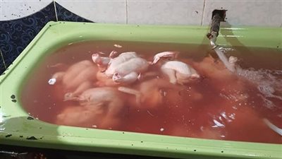 ضبط لحوم مجهولة المصدر ودواجن محقونة بالمياه لزيادة وزنها في كفر الشيخ