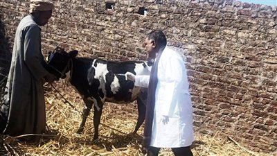 انطلاق فعاليات الحملة القومية لتحصين الثروة الحيوانية بلقاح الحمى القلاعية بأسوان