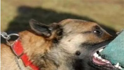  مصرع طفل بسبب عقر كلب في مصر القديمة