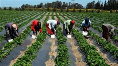 أستاذ اقتصاد زراعي: تسجيل الأصناف النباتية الجديدة يهدف لحماية الملكية الفكرية (فيديو)