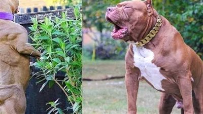 الأطباء البيطريين: البيتبول أشرس وأقوى أنواع الكلاب ويستطيع الغدر بصاحبه