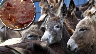 ماذا يحدث عند تناول لحوم الحمير؟.. «الفجر» يوضح الحقيقة بعد تصريحات تامر أمين
