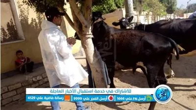 تحصين 34 ألف رأس ماشية ضد الحمى القلاعية والوادي المتصدع ببني سويف