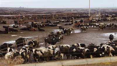 سويسرا: اكتشاف إصابة بجنون البقر في إقليم جراوبوندين