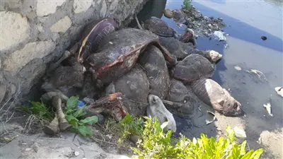 عاجل.. العثور على هياكل 25 حمارا مسلوخا في الغربية (صور)