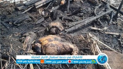 نفوق مواشي إثر حريق هائل في 6 حظائر بالمنوفية