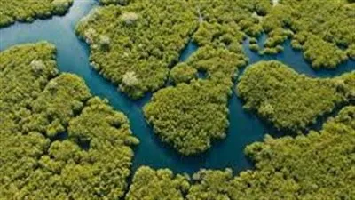 ما لا تعرفه عن شجرة القرم