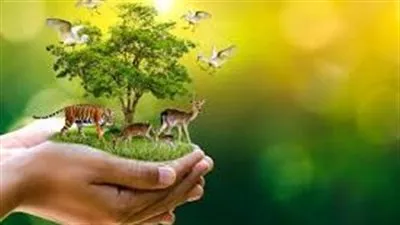 في اليوم العالمي للغابات.. تفاصيل فعاليات 