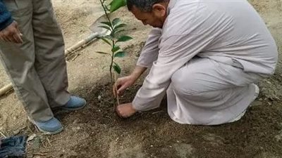 تنفيذا للمبادرة الرئاسية.. الأجهزة التنفيذية بالشرقية تواصل أعمال زراعة الأشجار المثمرة 