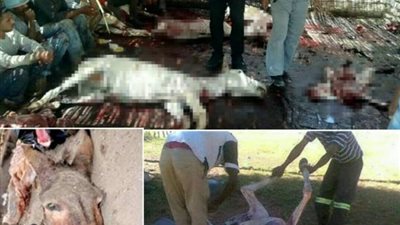 كيفية التفريق بين لحم الحمير والأبقار؟