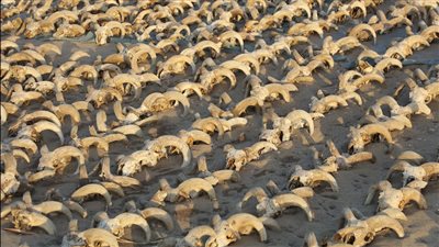 2000 رأس محنط ومبنى من الأسرة السادسة.. تفاصيل كشف أثري جديد 