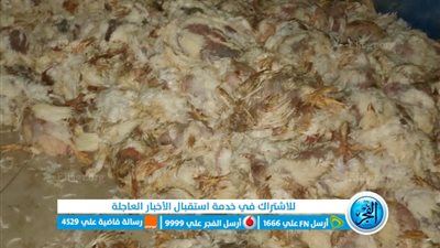 قبل طرحها بالأسواق.. ضبط 1.2 طن دواجن فاسدة داخل مخزن بأبو صير في الجيزة