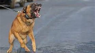 الرفق بالحيوان: الكلب أداة لصاحبه.. يمكن أن يكون قطة أو شرس