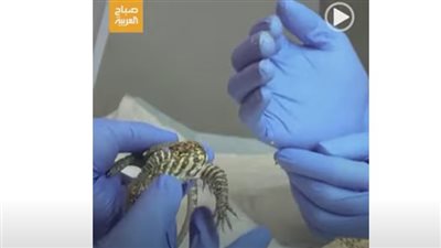 الأولى منذ 10 سنوات.. أكبر سحلية بالعالم تفقس تنانين نادرة (فيديو)