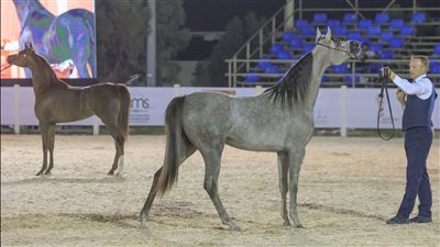 مملكة البحرين تستعد لبطولة فيصل بن حمد لجمال الخيل العربية