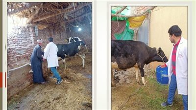 بيطري الشرقية يُحصن الماشية بقرية الظواهرية ضد التهاب الجلد العقدي