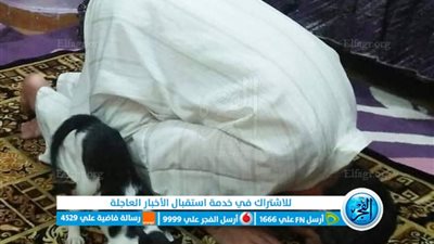 سبحان من سجد له كل شئ.. صورة قطة تسجد مع أحد المصلين في مصر