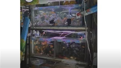 أشبه بالغابة.. تعرف على سوق 