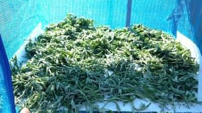 تزامنا مع أسبوع الآلآم.. تعرف على نبات 