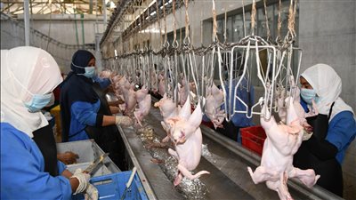 محافظ قنا يجري جوله تفقدية بعدد من مشروعات الأمن الغذائي بمنطقة المعنا