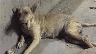 المتهم بتعذيب كلب أعلى سطح عقار بدار السلام: كنت بدربه على بعض المهارات 