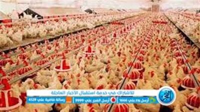 تراجعت 7 جنيهات.. اعرف أسعار الدواجن اليوم في مصر