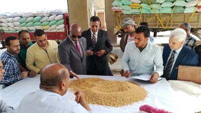 بدء أعمال توريد محصول القمح بـ 11 موقعا بالقليوبية