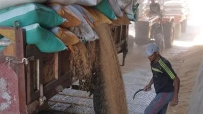 توريد 7018 طن قمح للشون والصوامع بالقليوبية