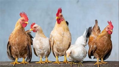 سعر الفراخ البيضاء اليوم في البورصة