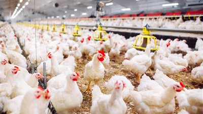 أسعار الدواجن اليوم الأربعاء