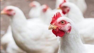  أسعار الفراخ اليوم.. مستمره في الانخفاض 