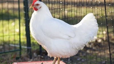 أسعار الفراخ في بورصة الدواجن اليوم الأربعاء 10-5-2023.. ثبات واستقرار بالأسواق 