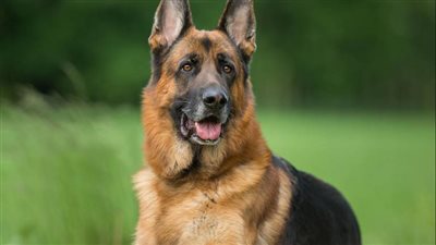 اعترافات مالك محل بشأن عقر كلبه لطالب في أكتوبر: دون قصد