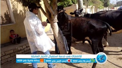 تحصين 10 آلاف رأس ماشية ضد الحمى القلاعية والوادي المتصدع بني سويف