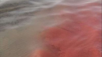 أسباب تحول مياه البحر الأحمر إلى اللون الوردي 