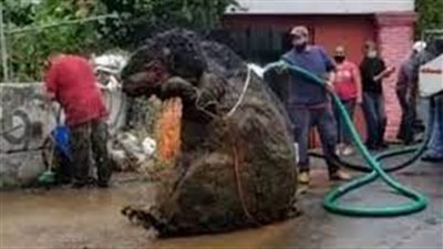 أصبحت أكثر بدانة وقوة.. وباء الفئران يهدد بريطانيا (ما القصة؟)