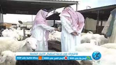 خطوات وشروط نقل كفالة عامل تربية مواشي بالمملكة العربية السعودية