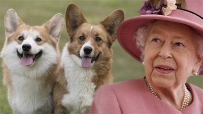 بعد وصوله قصر باكنغهام.. الملك تشارلز يتخلى عن كلاب والدته (فيديو)