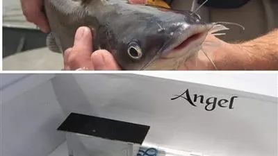 تتغذى على الفئران والضفادع.. تحذيرات واسعة من أكل القراميط