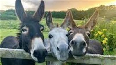 بعد تصدره التريند.. كل ما تريد معرفته عن اليوم العالمي للحمار