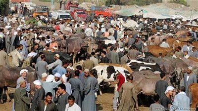 الزراعة تزف بشري سارة.. أسعار اللحوم والأضاحي الحية قبل عيد الأضحى