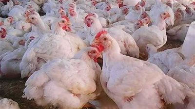 تعرف على تفاصيل استنباط 14 سلالة جديدة من الدواجن 