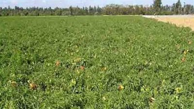 الزراعة: السيسي طالب بزيادة إنتاج المحاصيل الاستراتيجية (فيديو)